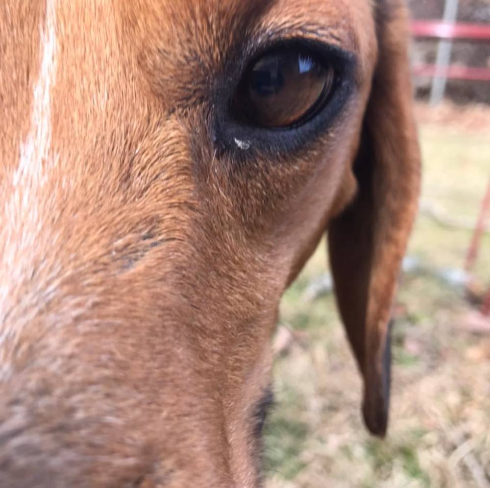 Meet your Posher, Dee